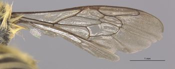 Media type: image;   Entomology 16200 Aspect: Wing front